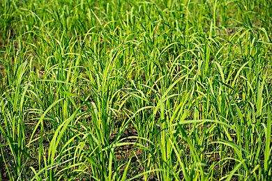 弹幕射击游戏《擦弹反击GM》将于明年1＆18推出